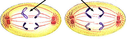 Meiosis | FlipQuiz